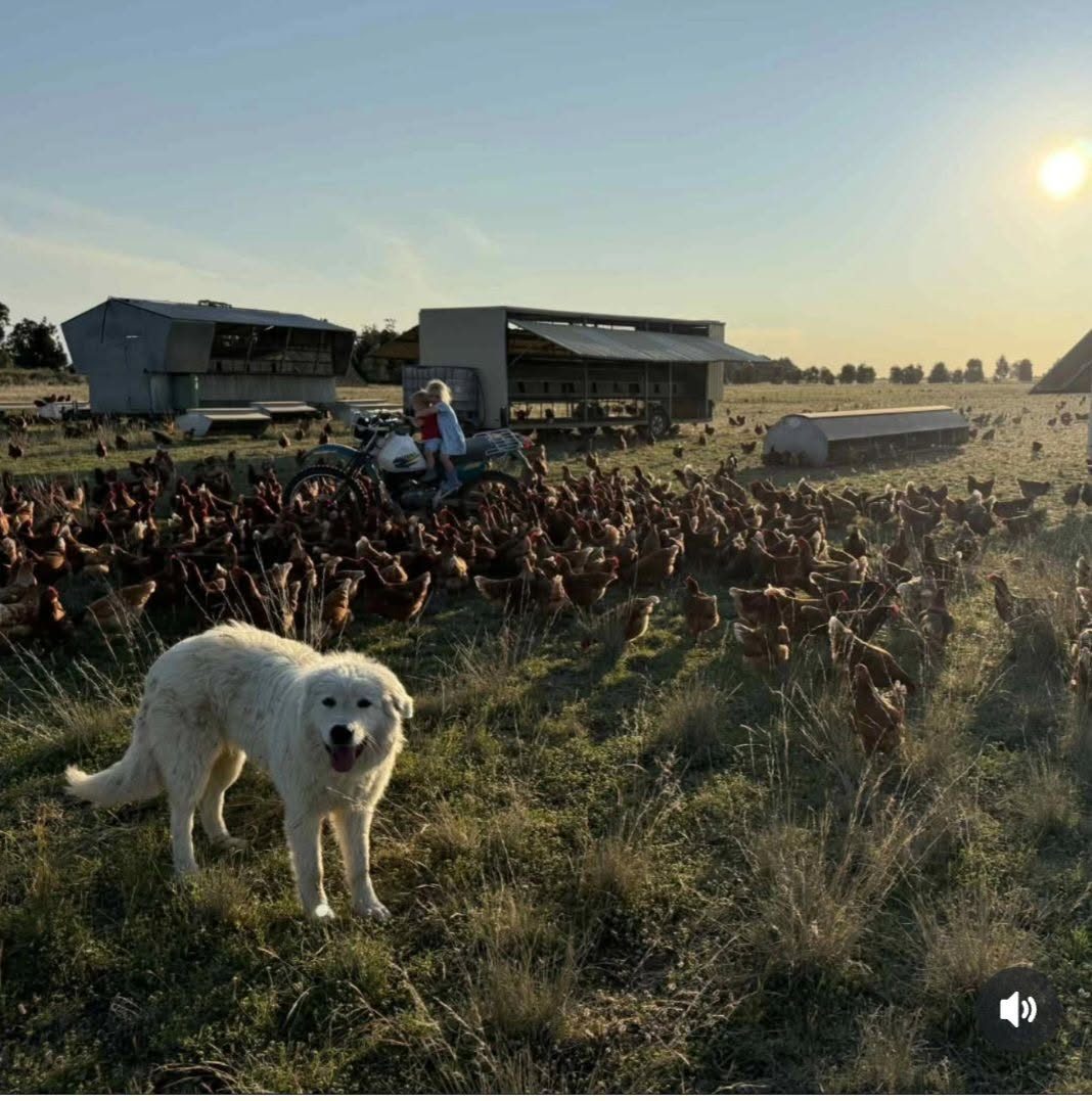 A Maremma dog smiling at the camera in front of hundreds of red hens