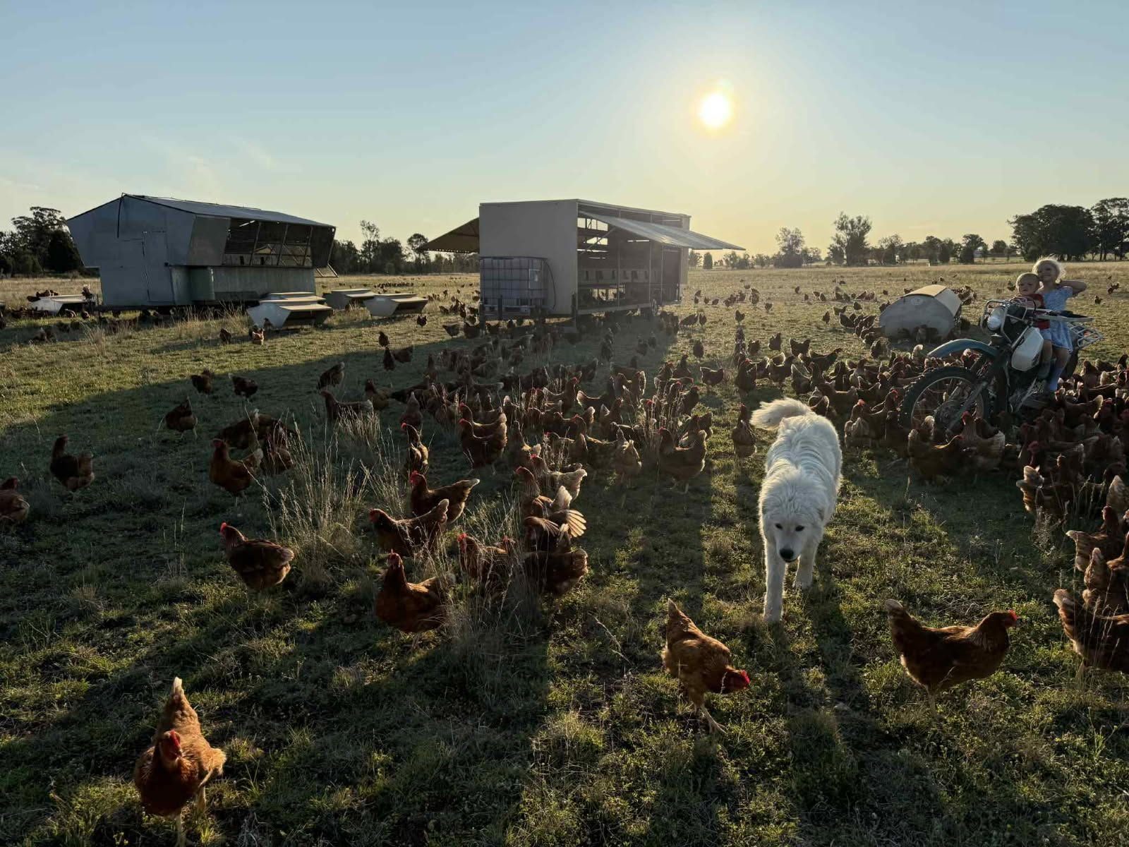 A white Maremma dog walking through the flock at sunset, with the chook caravans behind
