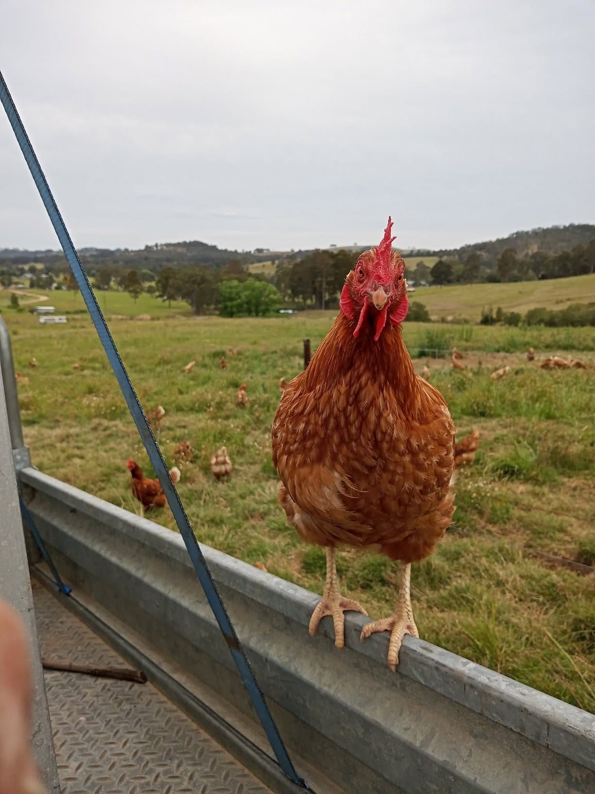 A red hen perched on the side of the ute, staring straight at the camera, with the flock grazing behind her